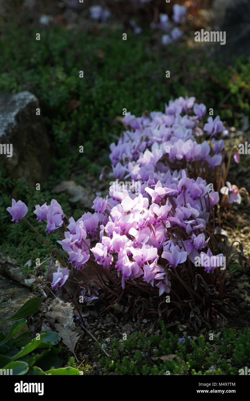 Ciclamino hederifolium, edera-lasciava persiano di violetta Foto Stock