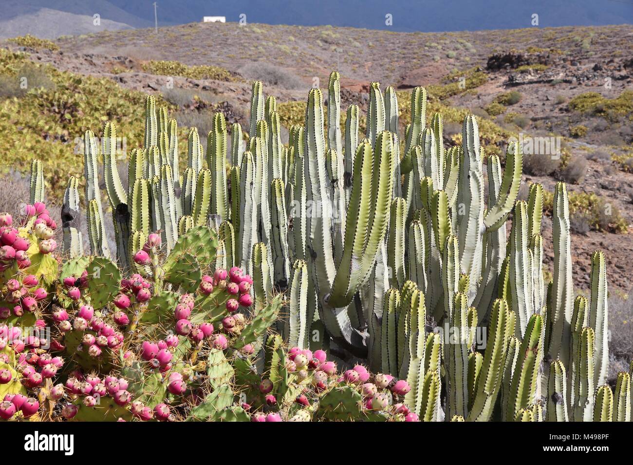Tenerife, Isole Canarie, Spagna - natura delle Canarie. Isola delle Canarie (Euforbia Euphorbia canariensis) sulla destra e di fico d'India (Opuntia dilenii) sul Foto Stock