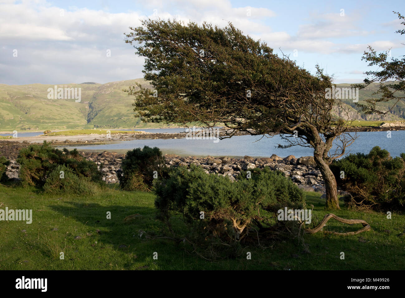 Albero di biancospino piegati dal vento prevalente Scotland Regno Unito Foto Stock