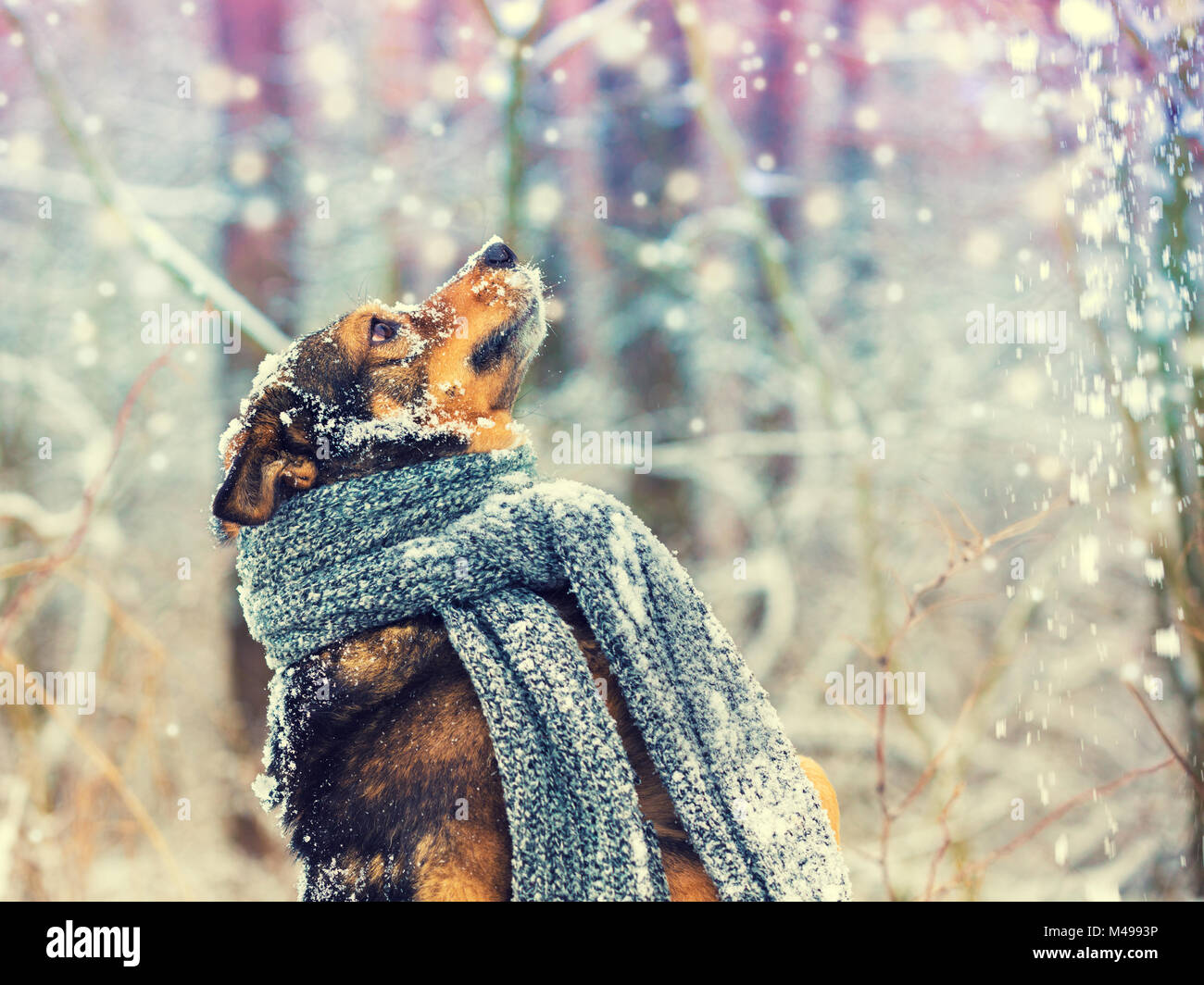 Ritratto di un cane con la sciarpa lavorata a maglia legata intorno al collo a camminare in una bufera di neve nella foresta. Cane cattura i fiocchi di neve Foto Stock