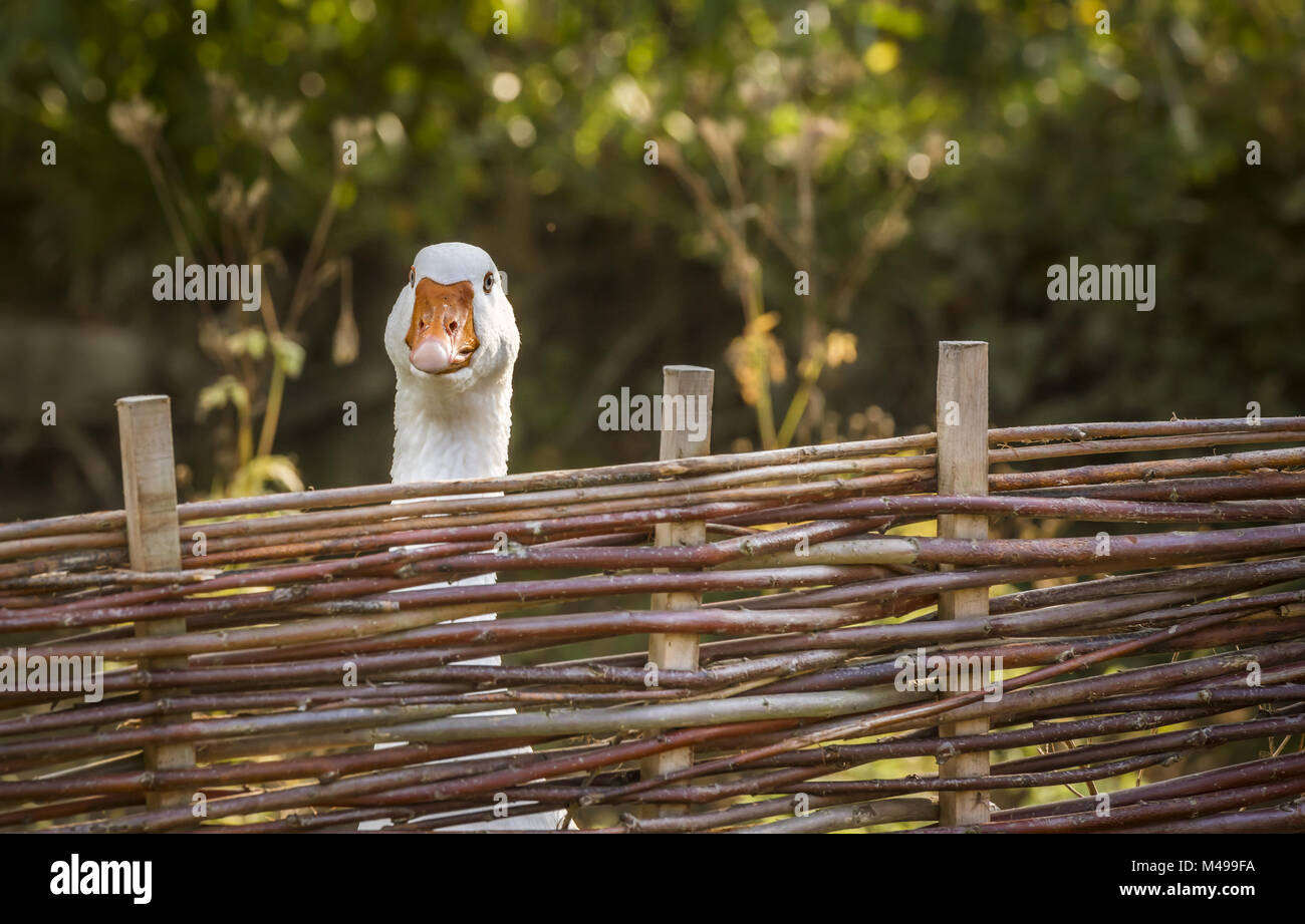 Oca Bianca allunga il proprio collo su una recinzione Foto Stock
