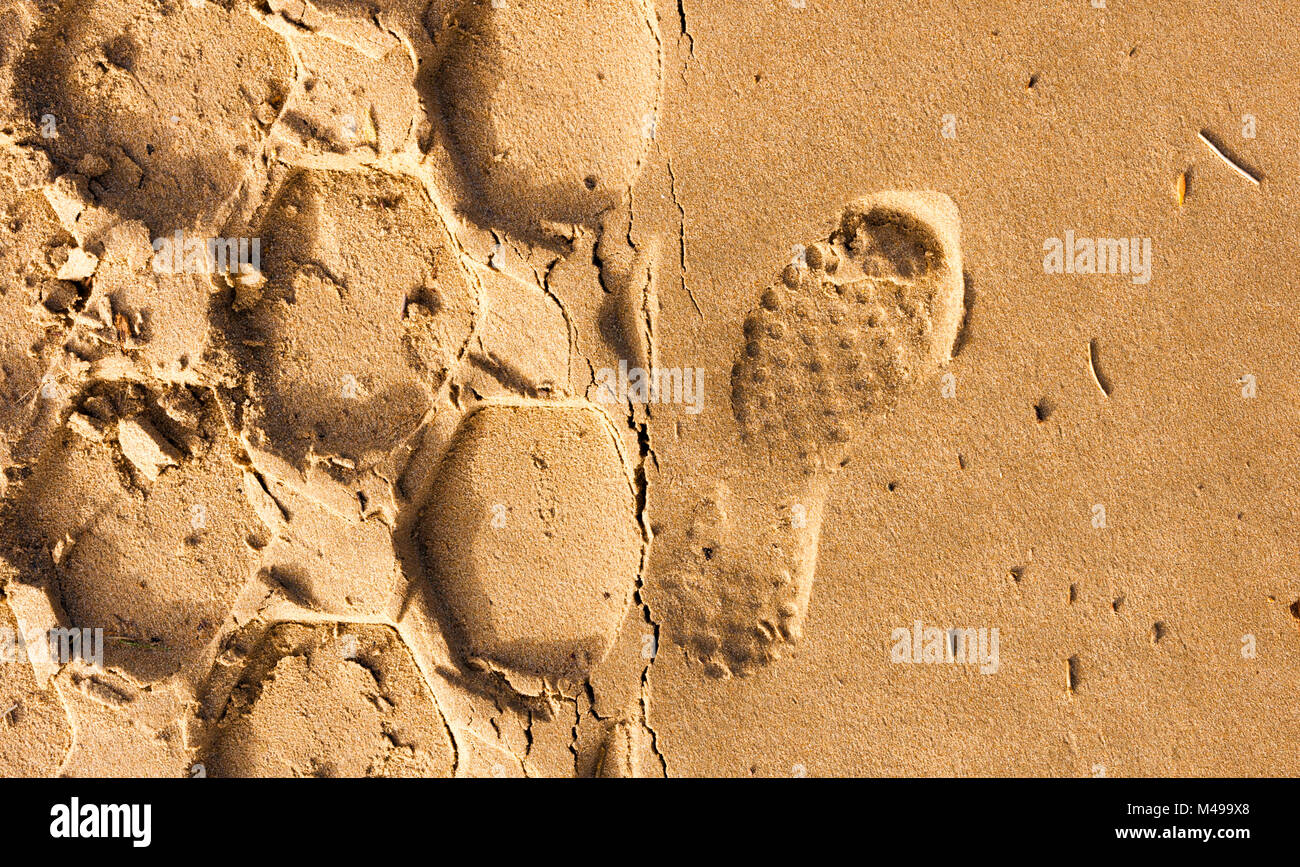 Tracce di pneumatici su Cefn Sidan, Pembrey. West Wales. Foto Stock