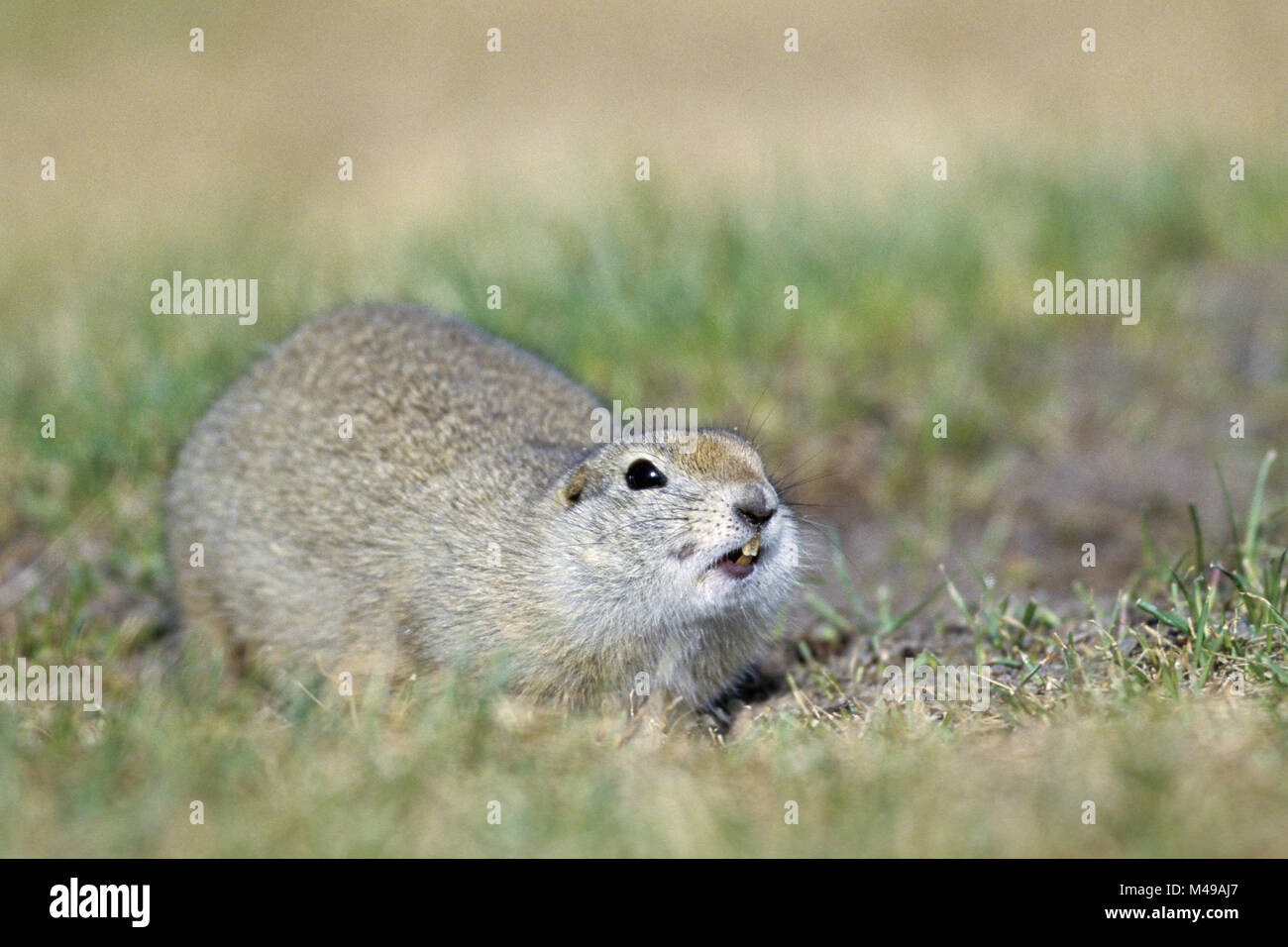 Massa Richardsons scoiattolo, la coda è costantemente tremore Foto Stock