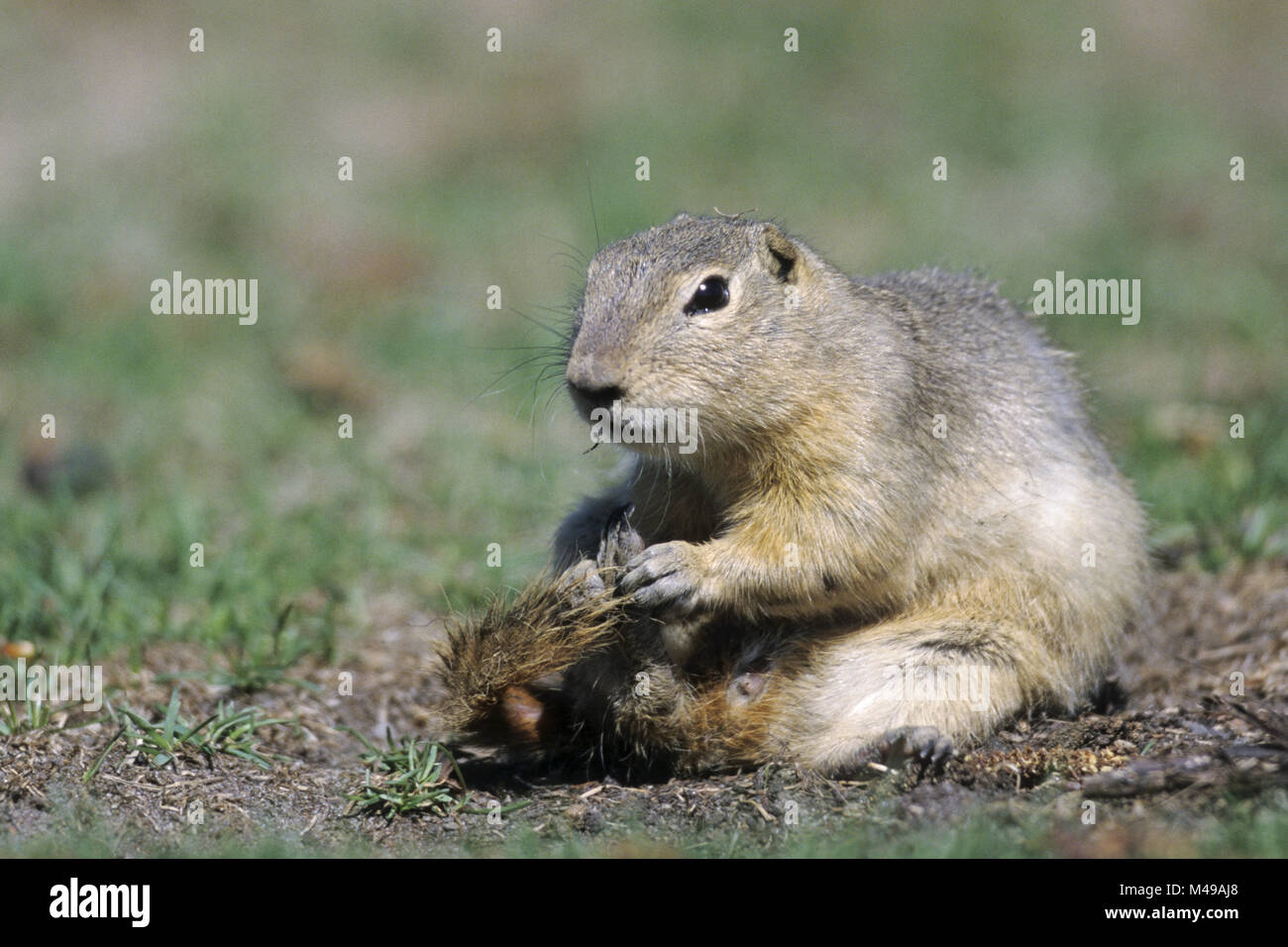 Massa Richardsons scoiattolo, la coda è costantemente tremore Foto Stock
