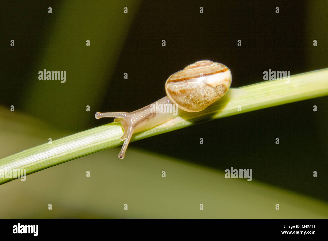 Bianco-lumaca a labbro Cepaea nemoralis, giovani animale Foto Stock