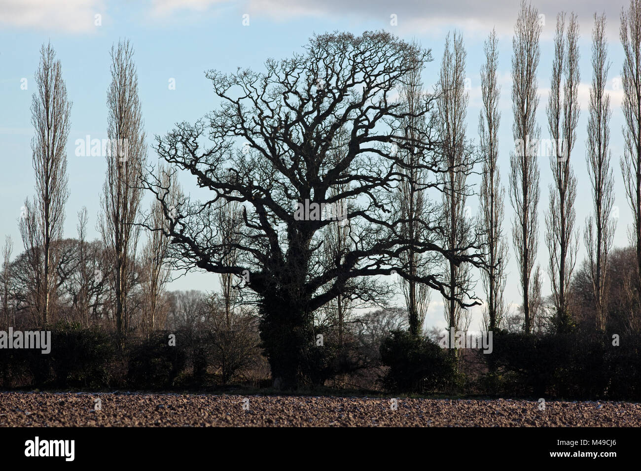 Albero di quercia (Quercus robur) mezzo linea di pioppi cipressini (Populus nigra "Italica"). In silhouette. Forme d'inverno lungo un arginati seminativi bordo campo. Po Foto Stock