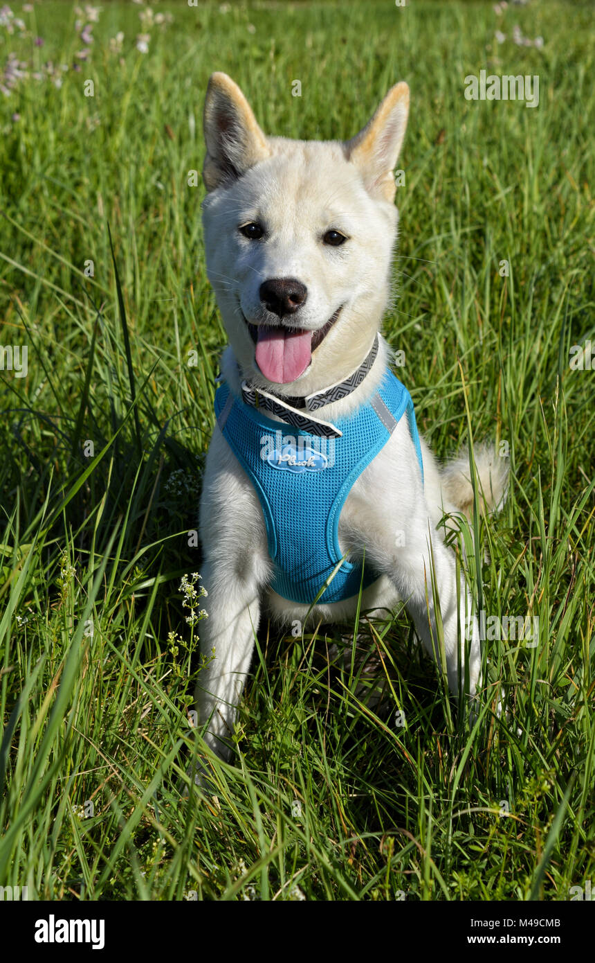 Shiba Inu II Foto Stock