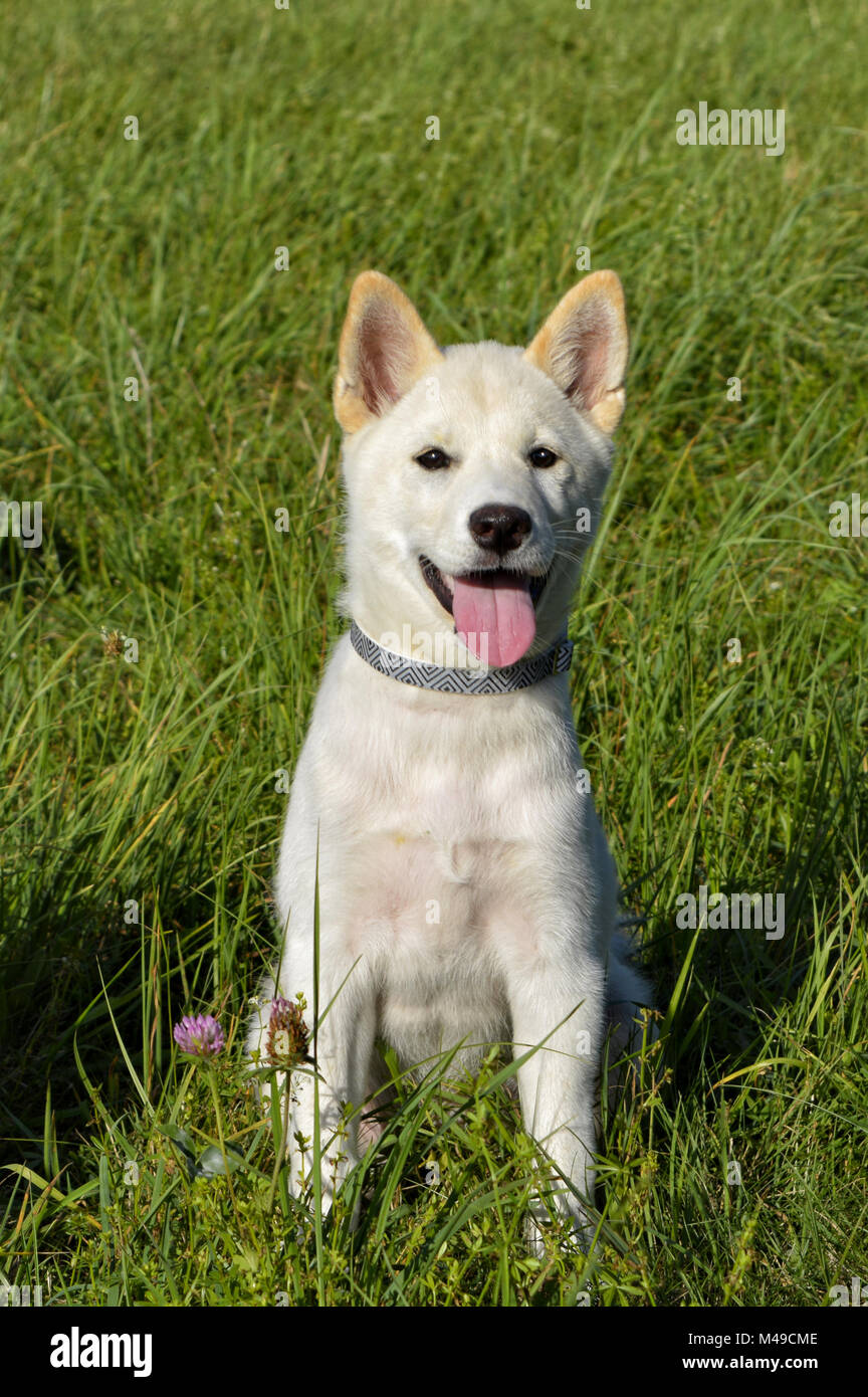 Shiba Inu Foto Stock