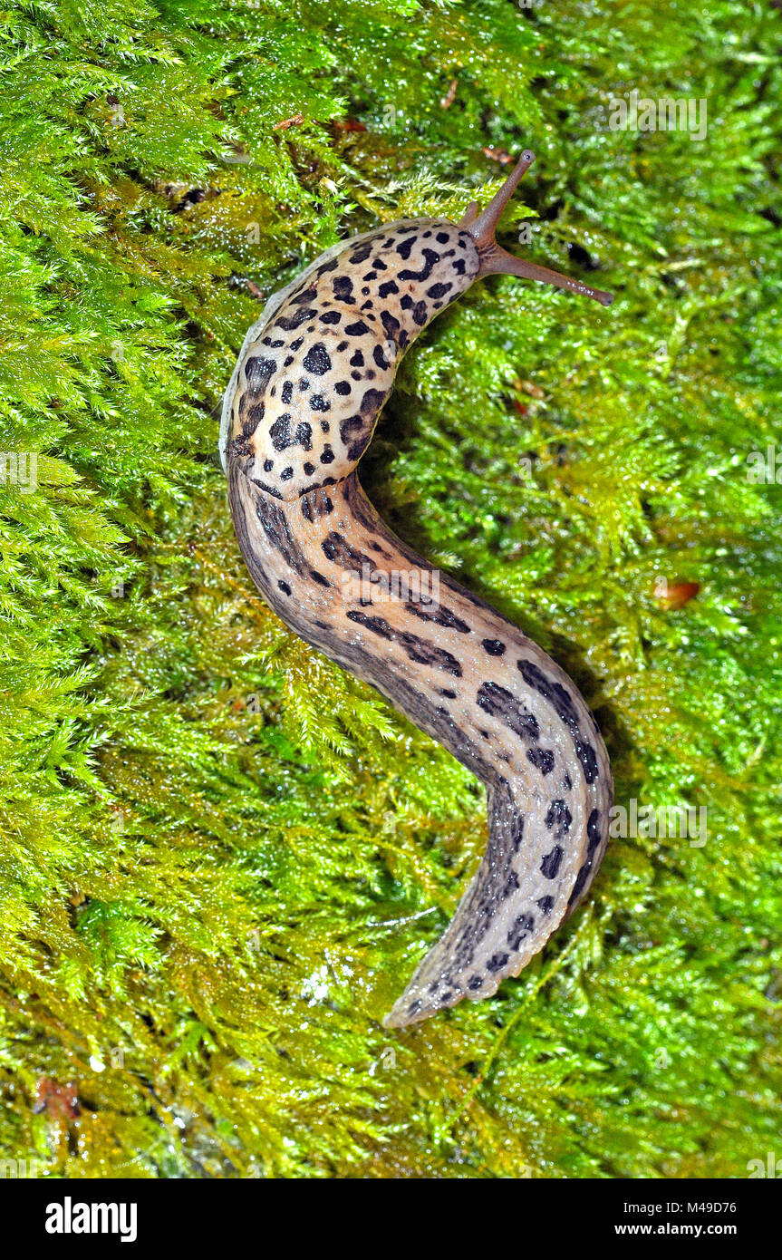 Leopard Slug Limax Maximus Foto Stock