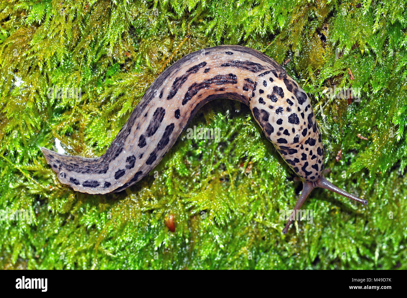 Leopard Slug Limax Maximus Foto Stock