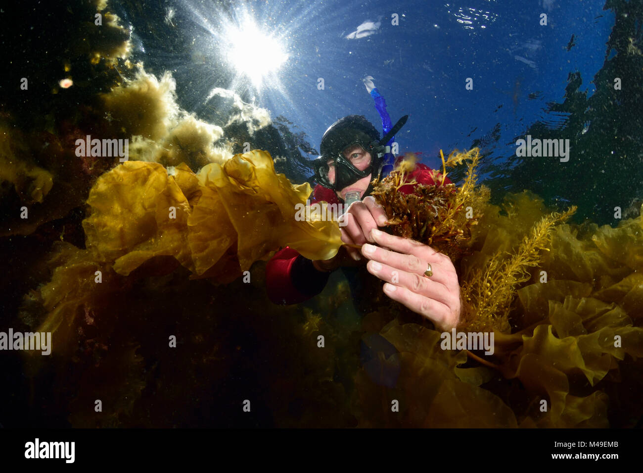 Le alghe scienziato studiando invasiva wireweed giapponese (Sargassum muticum) Norvegia, maggio 2015. Foto Stock