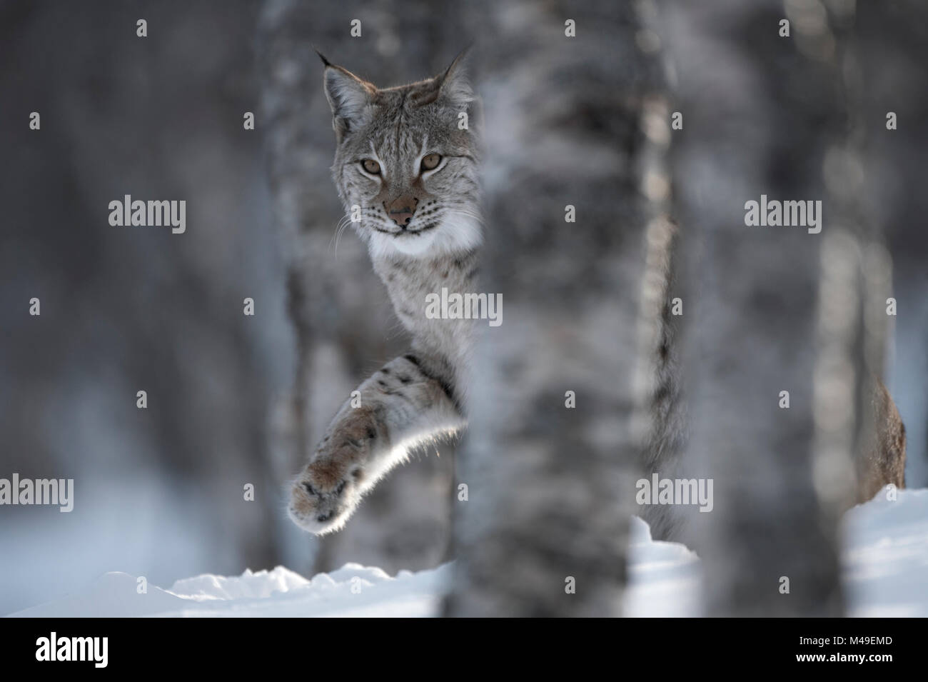 Lince europea (Lynx lynx) femmina adulta a piedi attraverso la neve dietro albero in inverno bosco di betulle, captive. La Norvegia. Aprile. Foto Stock