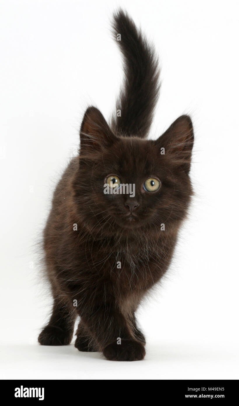 Soffice gattino nero, dieci settimane, passeggiate. Foto Stock
