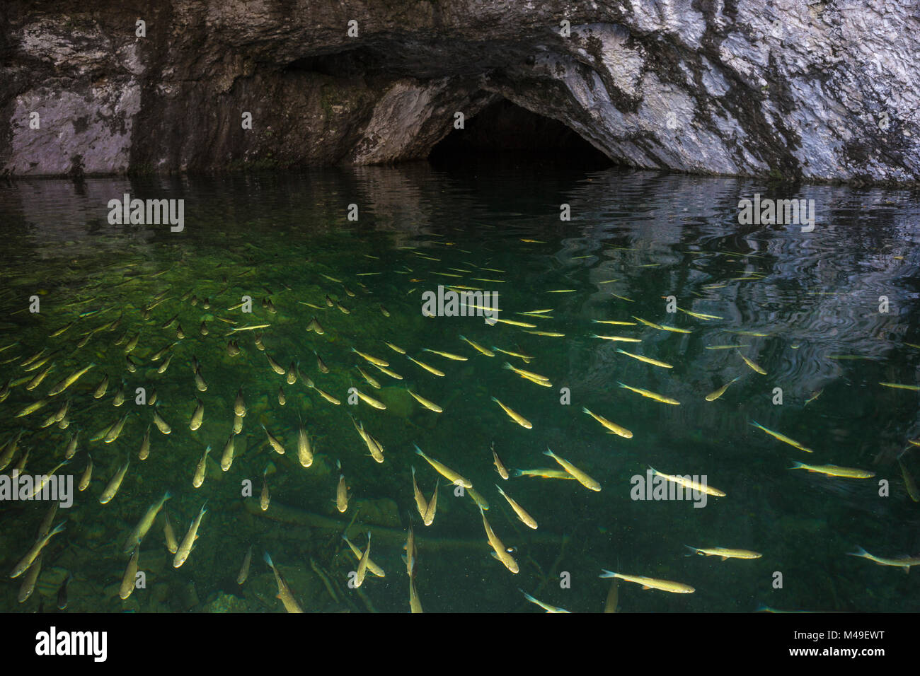 Unione Chubb (Squalius / Leuciscus cefalo) in grotta, il Parco Nazionale dei Laghi di Plitvice, Croazia. Novembre. Foto Stock