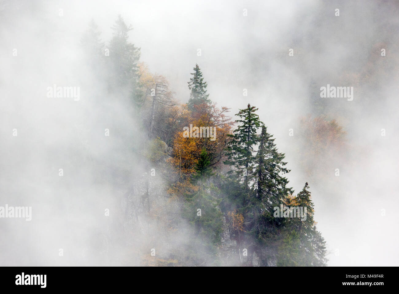 Alberi di pino nella nebbia, Ballons des Vosges Parco Naturale Regionale, Vosges, Francia, ottobre 2014. Foto Stock