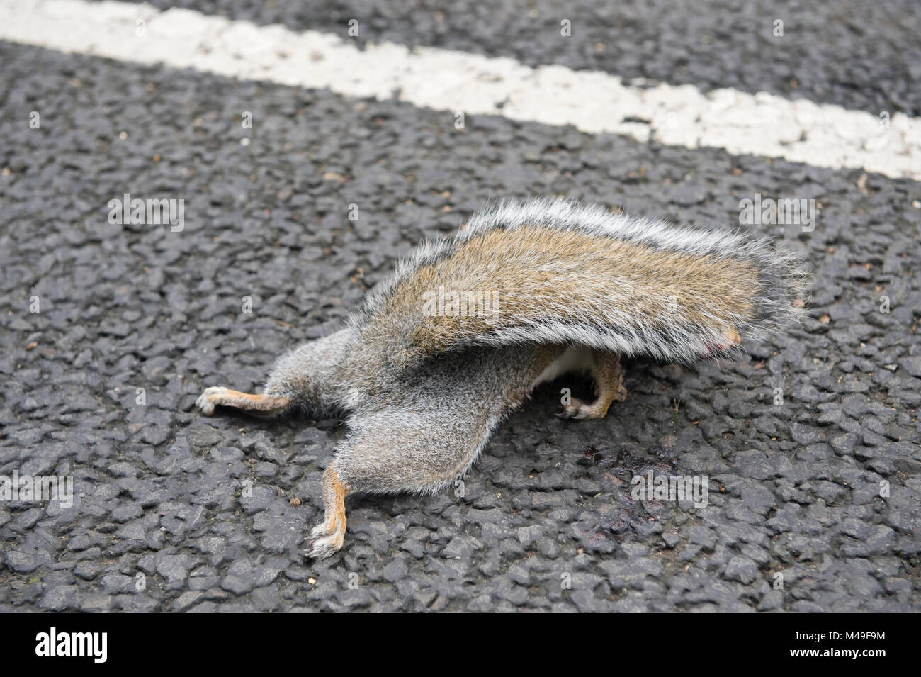 Morto scoiattolo grigio roadkill su una strada in Inghilterra Foto Stock