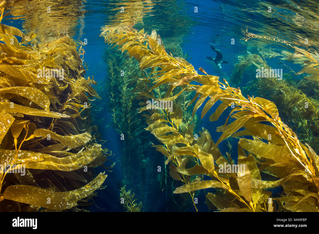 I giovani leoni marini della California (Zalophus californianus) play nel baldacchino della foresta di kelp gigante (Macrocystis pyrifera). Santa Barbara Island, Isole del Canale. In California, Stati Uniti d'America. A nord-est dell'Oceano Pacifico. Foto Stock
