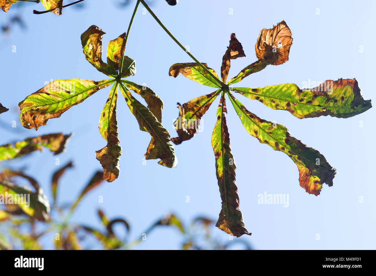 Cavallo malato foglie di castagno in autunno, danneggiato da ippocastano leaf miner peste di insetto, Cameraria ohridella Foto Stock
