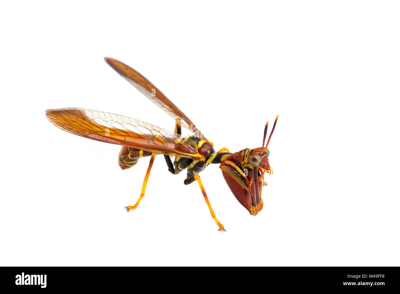 Wasp mantidfly (Climaciella brunnea) Sapelo Island, GEORGIA, STATI UNITI D'AMERICA, maggio. Foto Stock