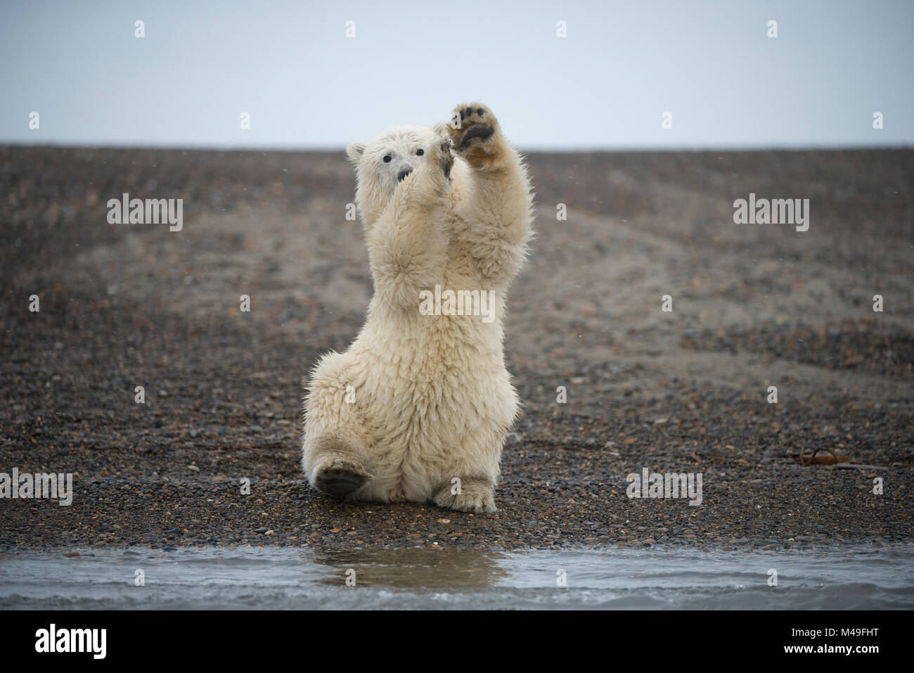 Orso polare (Ursus maritimus) primavera cub seduto in posizione eretta sulle zampe posteriori ondeggia, Bernard allo spiedo, 1002 Area, Arctic National Wildlife Refuge, versante Nord, Alaska, STATI UNITI D'AMERICA, Ottobre. Le specie vulnerabili. Foto Stock