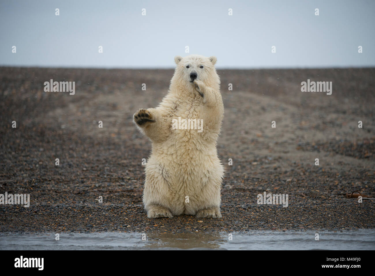 Orso polare (Ursus maritimus) primavera cub seduto in posizione eretta sulle zampe posteriori bilanciamento, Bernard allo spiedo, 1002 Area, Arctic National Wildlife Refuge, versante Nord, Alaska, STATI UNITI D'AMERICA, Ottobre. Le specie vulnerabili. Foto Stock