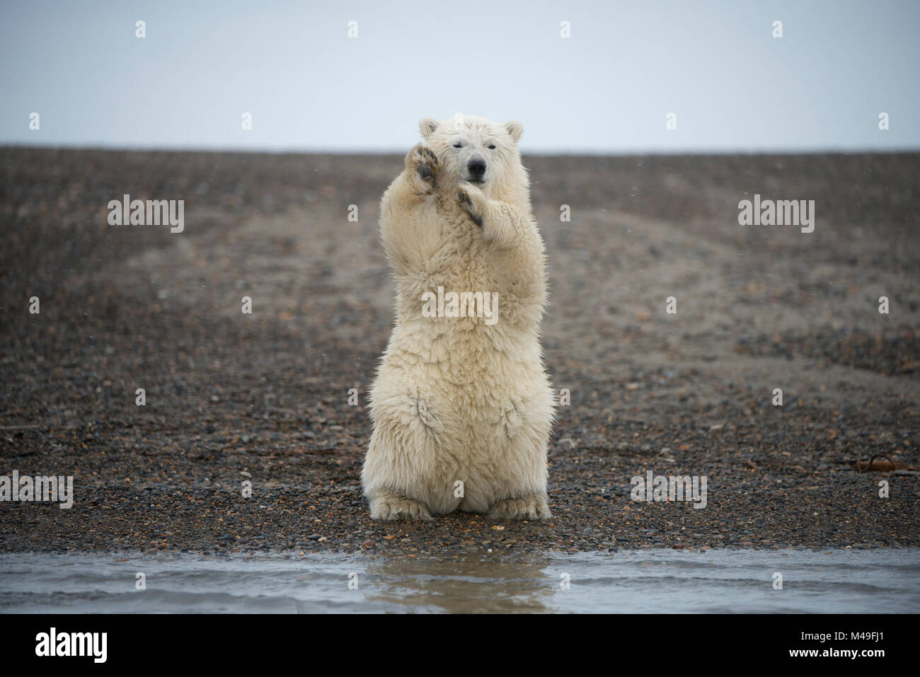Orso polare (Ursus maritimus) primavera cub seduto in posizione eretta sulle zampe posteriori bilanciamento, Bernard allo spiedo, 1002 Area, Arctic National Wildlife Refuge, versante Nord, Alaska, STATI UNITI D'AMERICA, Ottobre. Le specie vulnerabili. Foto Stock