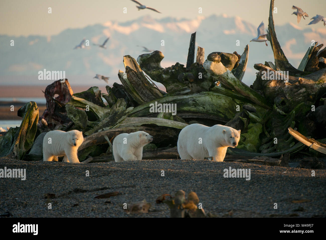 Orso polare (Ursus maritimus) seminare con due cuccioli camminare davanti a un mucchio di Bowhead whale (Balaena mysticetus) ossa, Kaktovik, Isola di baratto, 1002 Area, Arctic National Wildlife Refuge, versante Nord, Alaska, STATI UNITI D'AMERICA, Settembre. Le specie vulnerabili. Foto Stock