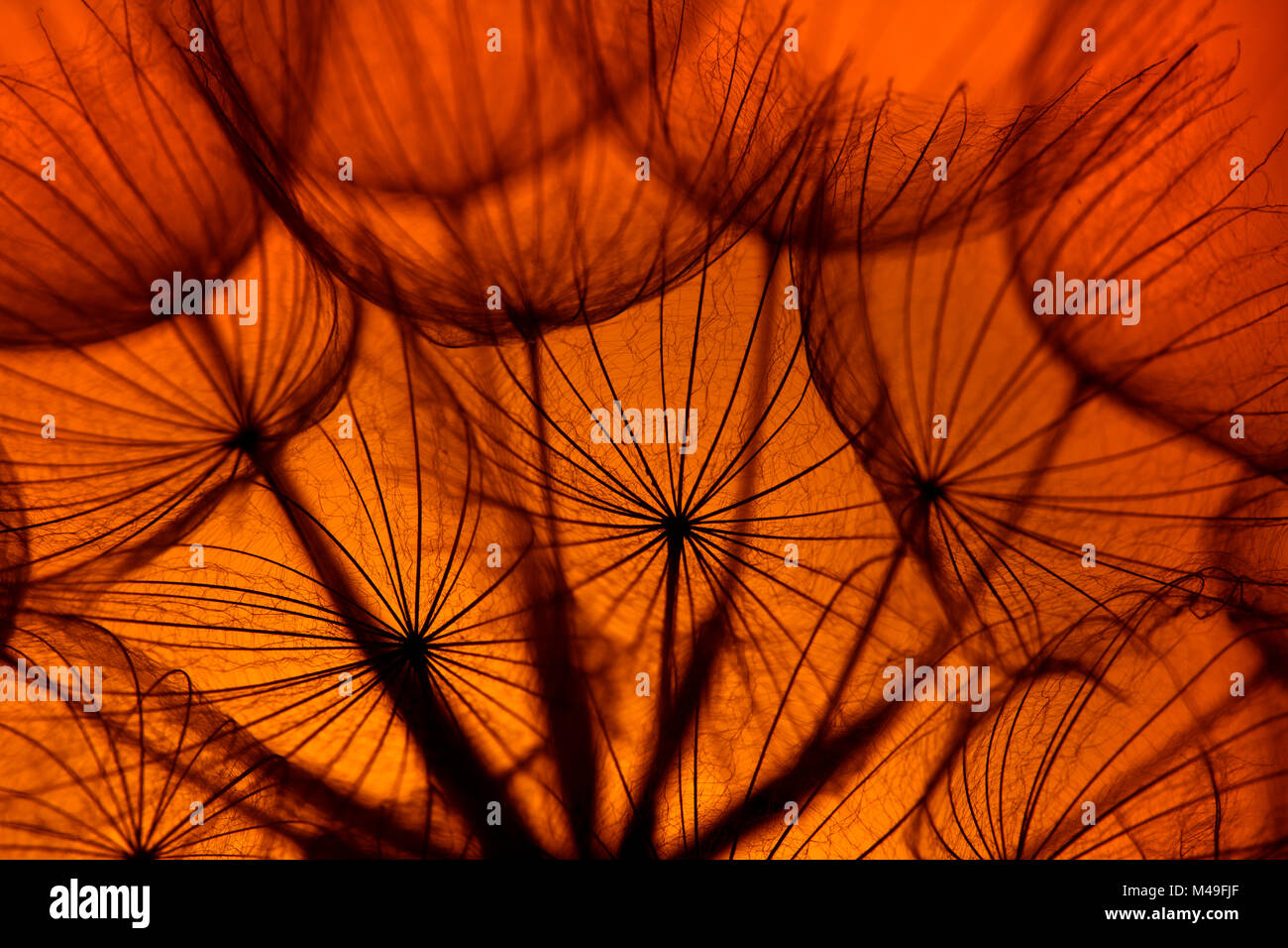 Goatsbeard (Tragopogon pratensis) seedhead al tramonto, England, Regno Unito, Luglio. Foto Stock