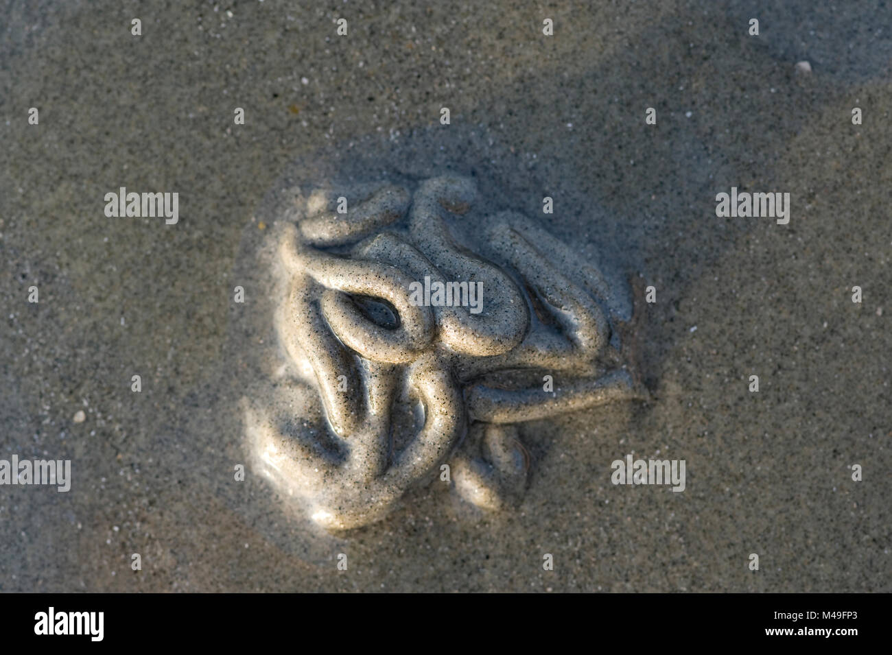 Lugworm proietta su una spiaggia in West Wittering, REGNO UNITO Foto Stock