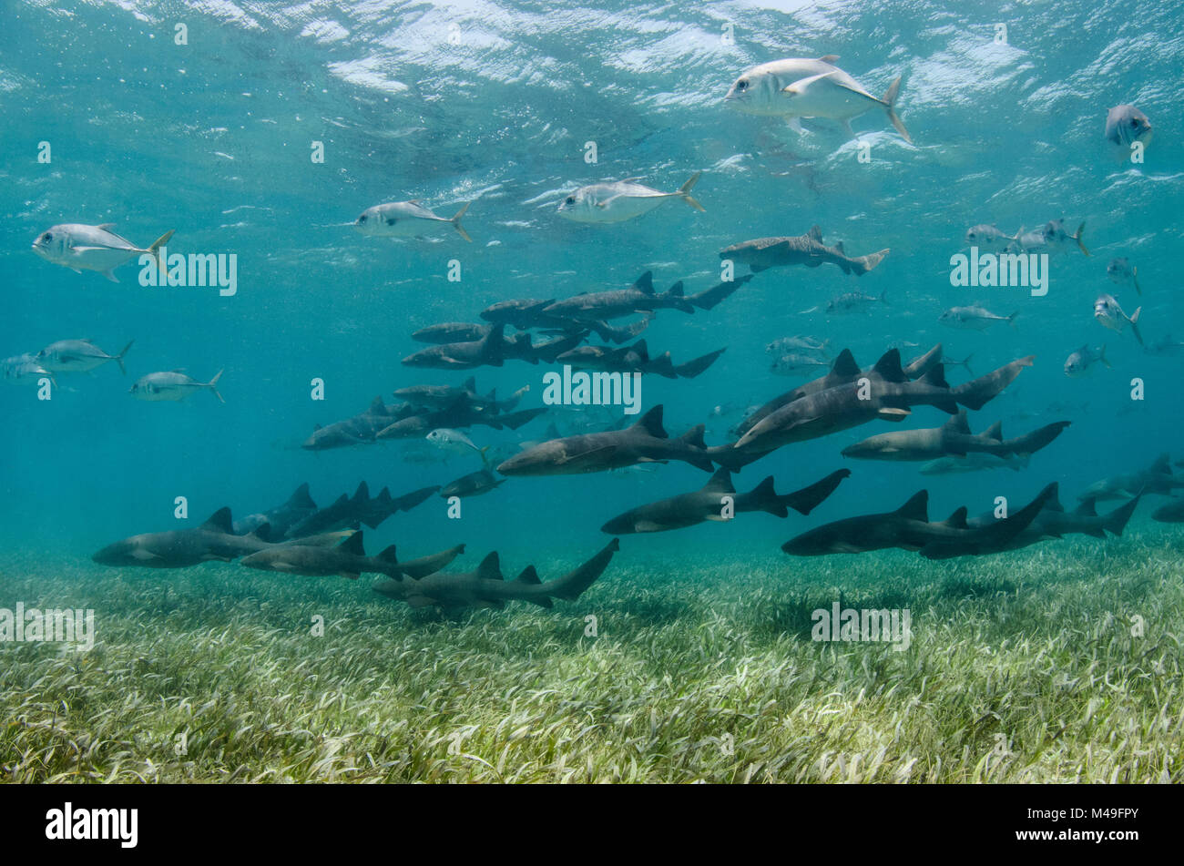 Squalo nutrice (Ginglymostoma cirratum) e cavallo-eye martinetti (Caranx latus) Shark Ray Alley, Hol Chan Riserva Marina, il Belize Barrier Reef, il Belize. Foto Stock