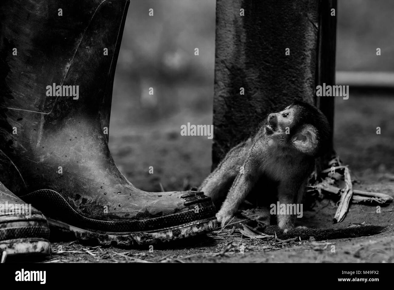 Comune di Scimmia di scoiattolo (Saimiri sciureus) baby, illegalmente portati dai selvatici e mantenuta su un breve corda, come un animale in una comunità indigena nell'Amazzonia peruviana. Tambopata Riserva, di Madre de Dios, Perù. Marzo 2016. Foto Stock