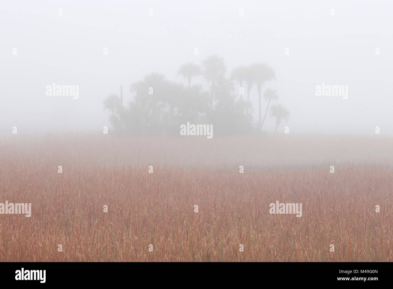 Palude falasco (Cladium mariscus) e cavolo Palm (Sabal palmetto) isola nella nebbia, Big Cypress National Preserve, Everglades, Florida, Stati Uniti d'America, gennaio. Foto Stock