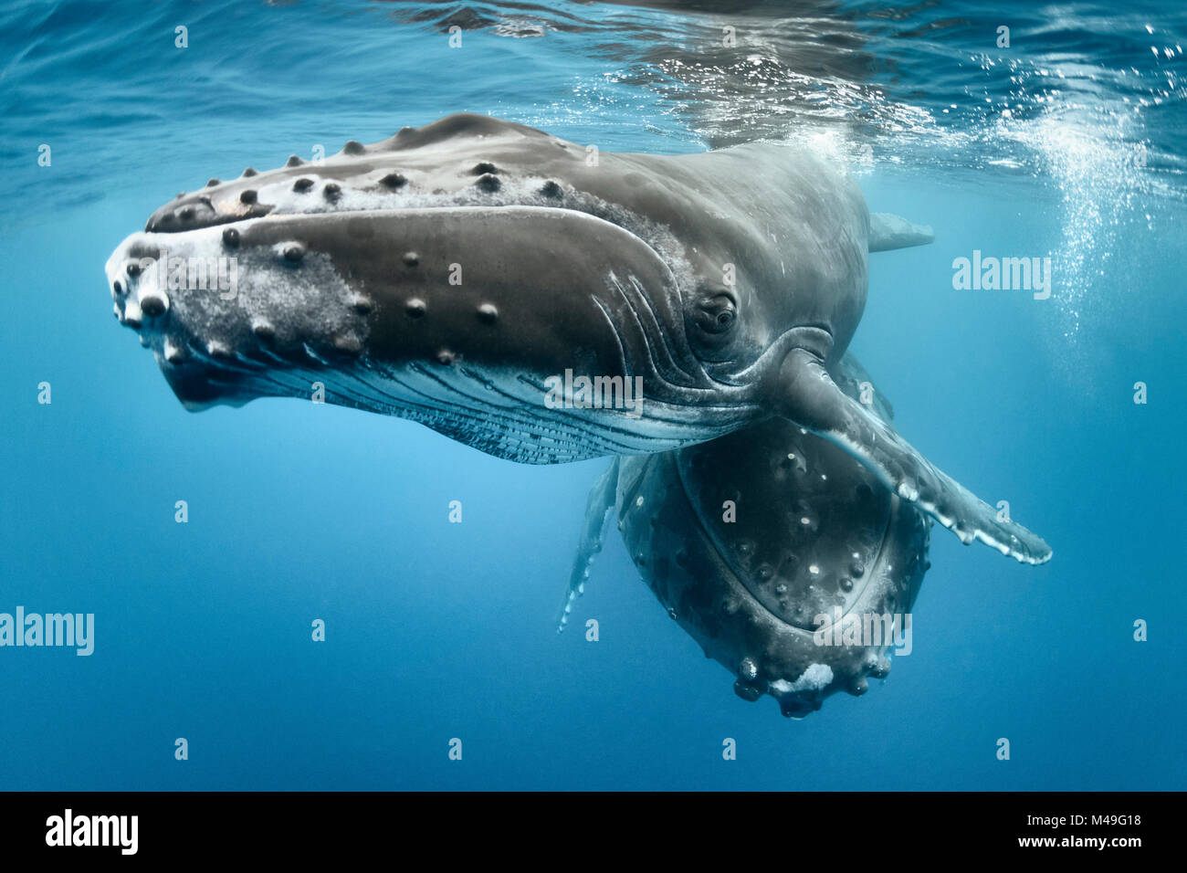 Humpback Whale (Megaptera novaeangliae) vitello maschio con sua madre di appoggio. Vava'u, Regno di Tonga. Oceano Pacifico. Foto Stock