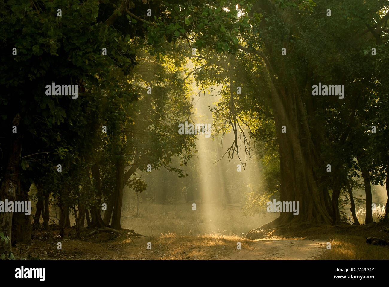 La mattina presto gli alberi di luce attraverso il bosco di latifoglie. Bandhavgarh National Park, India. Foto Stock