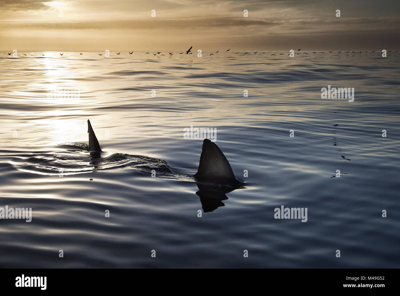 Grande squalo bianco (Carcharodon carcharias) con le pinne presso la superficie dell'acqua al tramonto, con gli uccelli in background, Gansbaai, Sud Africa, Luglio. Foto Stock