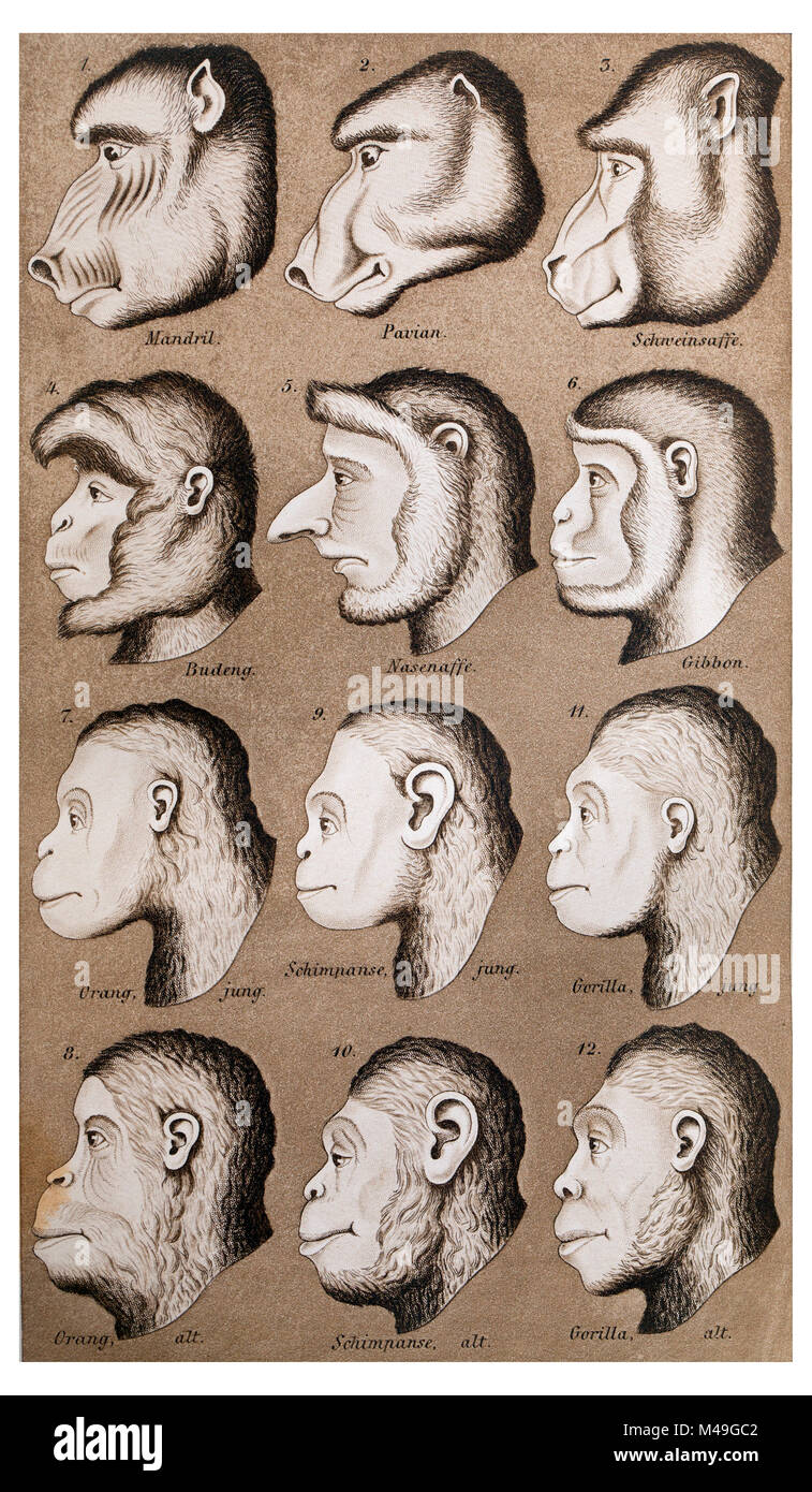 Illustrazione storico di primati da Naturliche Schopfungsgeschichte (seconda edizione) di Ernst Haeckel, 1870. Haekel era un fautore di leader di quello che ora è descritta come il razzismo scientifico e creduto in polygenism, specificamente quello che gli esseri umani sono stati 12 specie separate. Questa illustrazione confronta gli esseri umani di altre specie di primati, in questo caso utilizzando arte povera per migliorare le somiglianze con alcuni esseri umani rispetto alle scimmie. Foto Stock