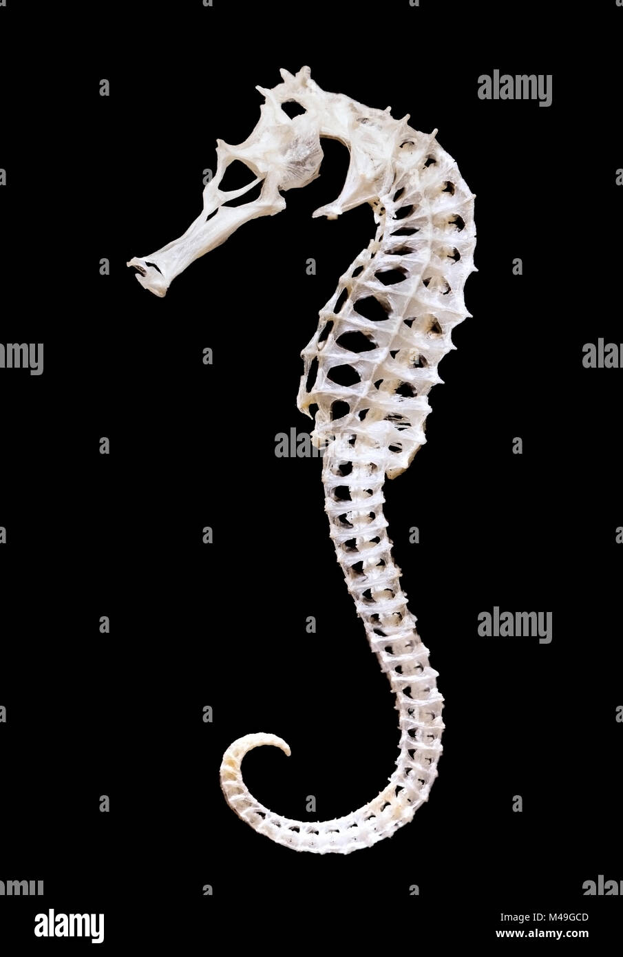 Lo scheletro di un cavalluccio marino (Hippocampus sp.) che mostra la notevole struttura delle ossa che formano un esoscheletro virtuale, con alcune profonde ossa interne, in questo insolito gruppo di vertebrati. Foto Stock