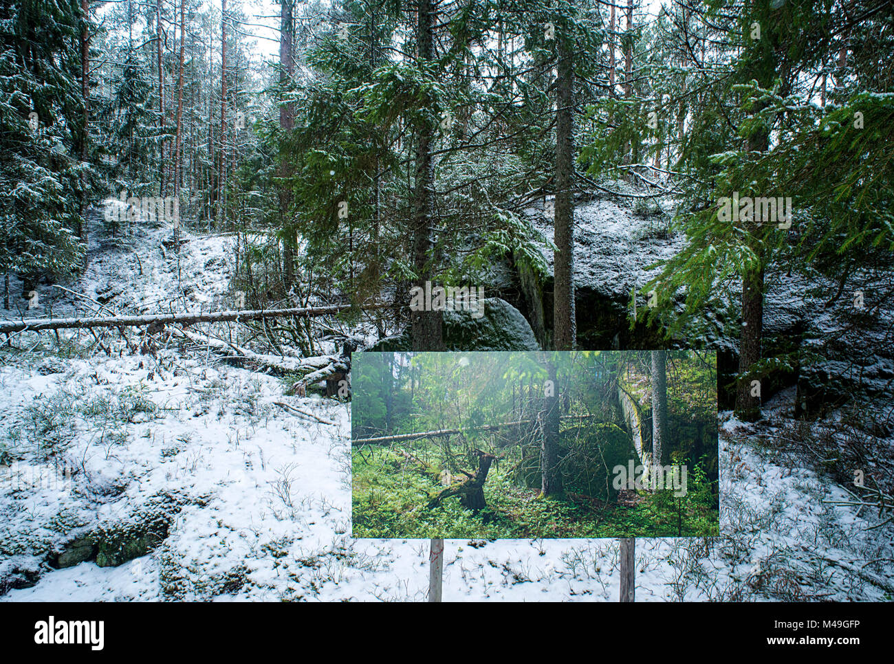 Paesaggio attraverso delle stagioni - fotografia da Pal Hermansen " Il passaggio del tempo' della stessa scena di bosco in estate, Valer, Ostfold County, Norvegia. Gennaio 2015. Foto Stock