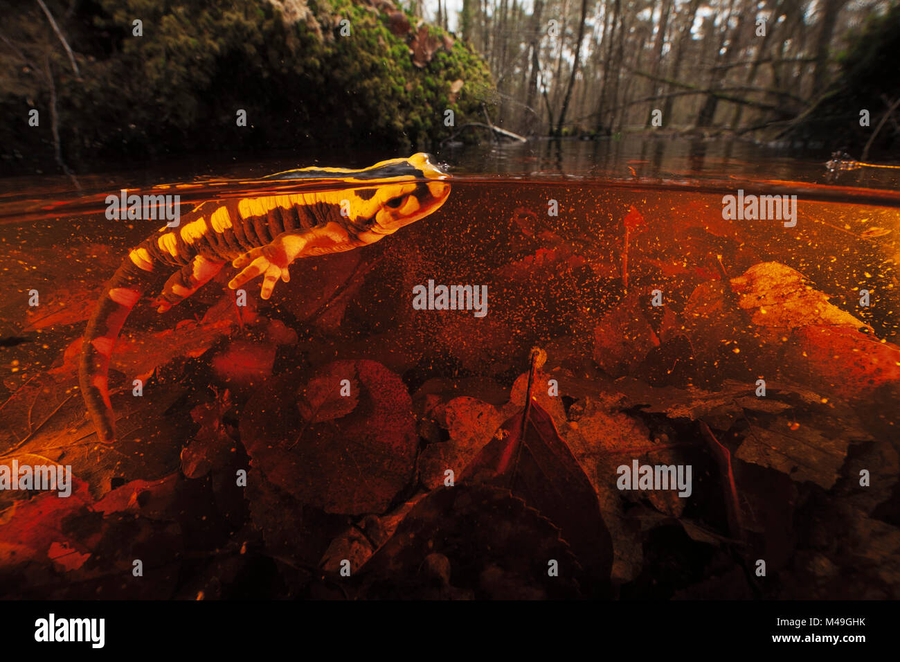 Salamandra pezzata (Salamandra salamandra) in acqua, Borgogna, in Francia, in marzo. Foto Stock