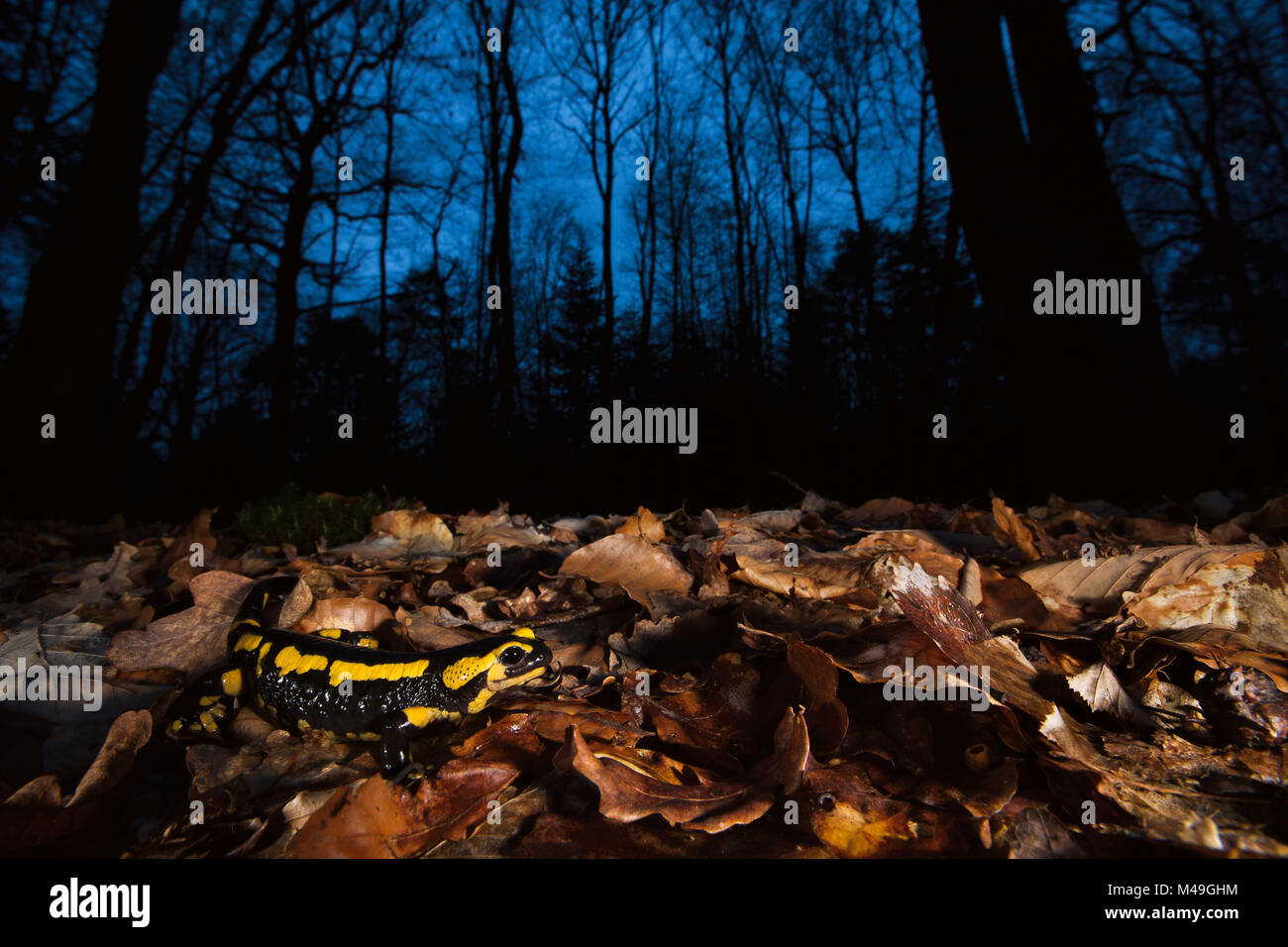 Salamandra pezzata (Salamandra salamandra) nella figliata di foglia, Borgogna, in Francia, in aprile. Foto Stock