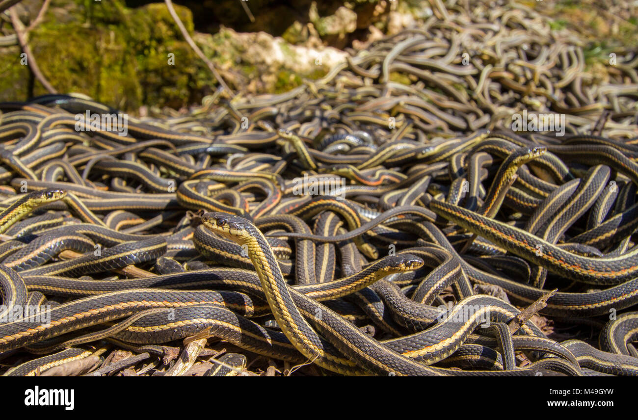 Mosche Da Pesca Serpente Zonkers Nero, Taglia 10, Confezione Da 4 - Foto 2