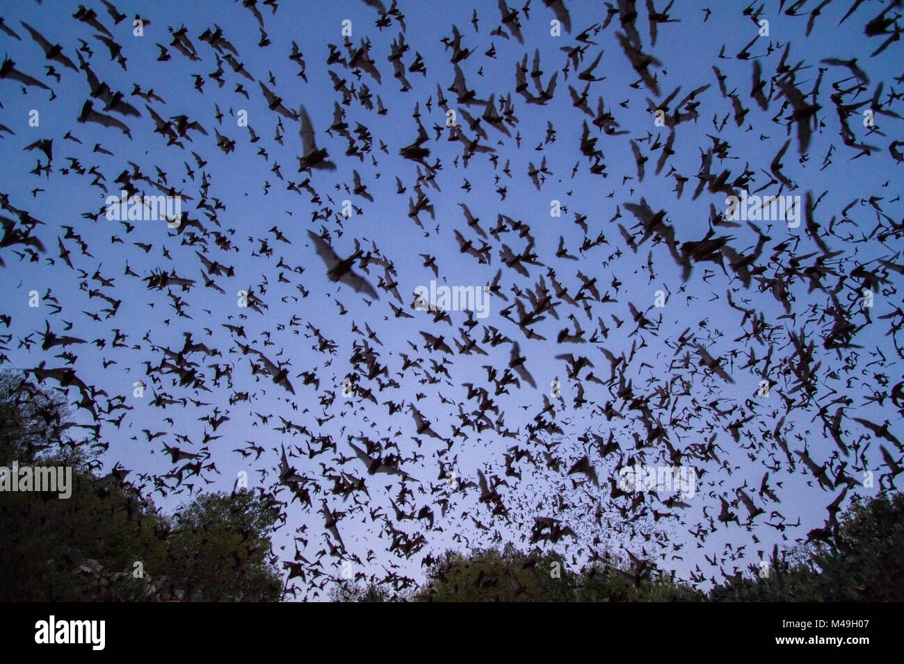 Libera messicano-tailed pipistrelli, (Tadarida brasiliensis), lasciando Bracken Grotta, Texas. Bracken grotta è la casa estiva di oltre 15 milioni di pipistrelli, il che la rende la più grande colonia di pipistrelli nel mondo e una delle maggiori concentrazioni di mammiferi del pianeta. Agosto 2011 Foto Stock