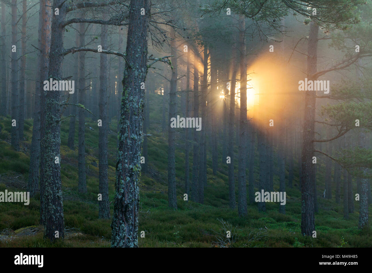 I raggi di luce solare scheggiatura attraverso la foresta di pini all'alba, Strathspey, Cairngorms National Park, Scozia, Luglio. Foto Stock