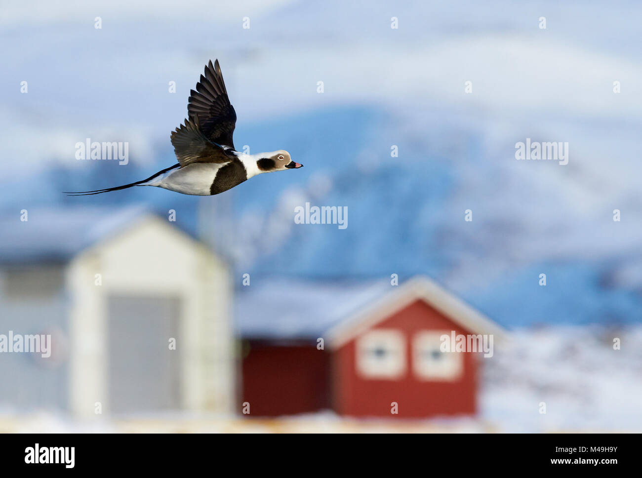 Long-tailed duck (Clangula hyemalis) maschio in volo vicino alla costa, Vardo, Norvegia Marzo Foto Stock