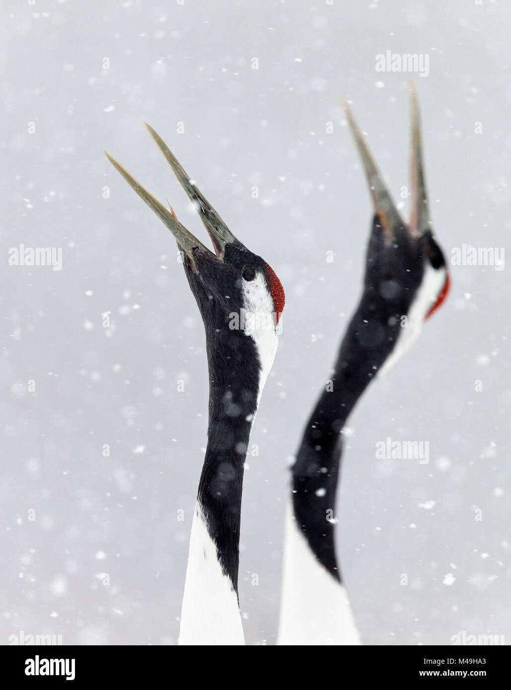 Giapponese / rosso-crowned crane (Grus japonicus) due chiamate, parte di incollaggio e di corteggiamento, Hokkaido in Giappone Febbraio Foto Stock