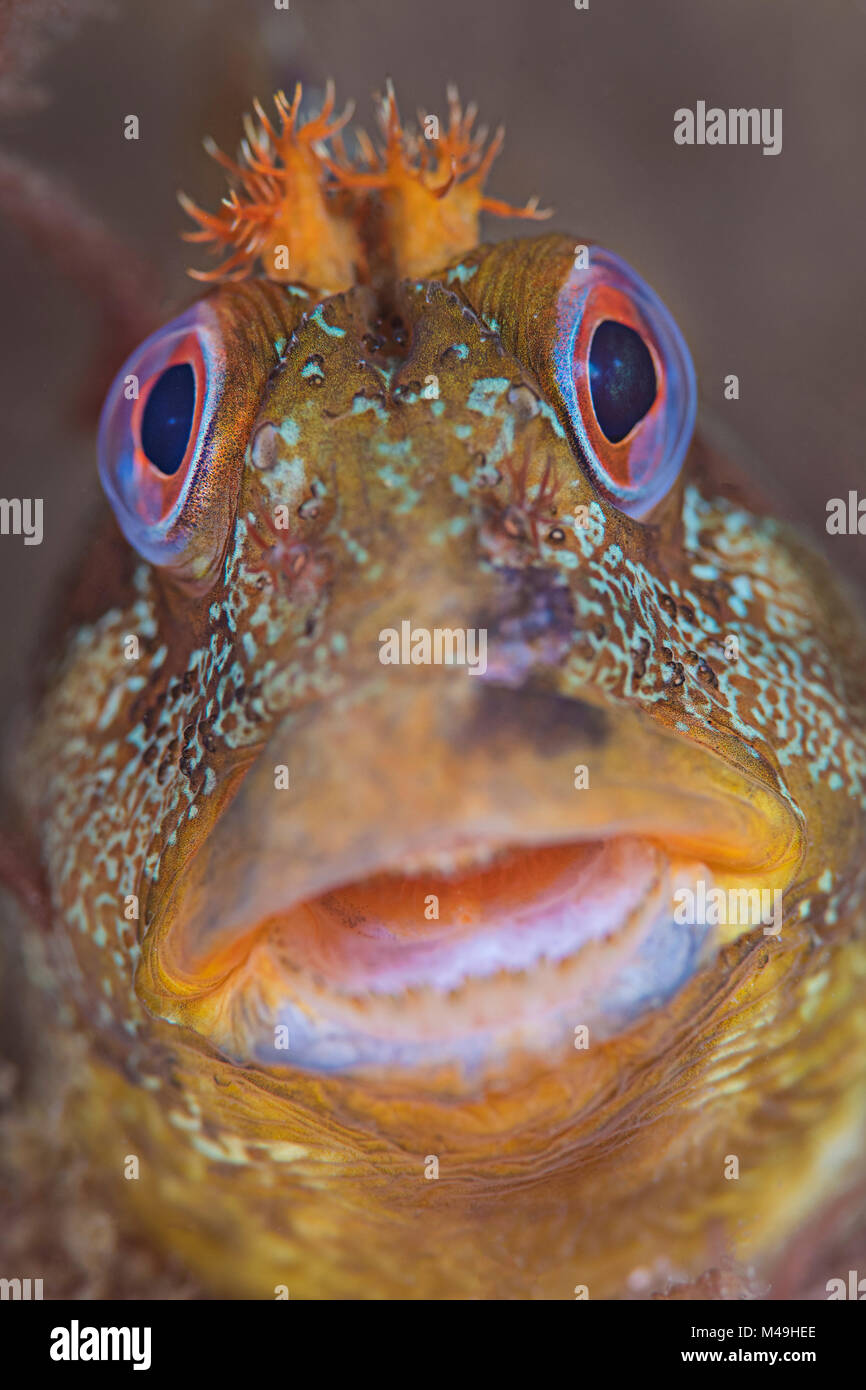 Tompot bavose (Parablennius gattorugine) ritratto, Swanage Pier, Swanage, Dorset, Regno Unito, canale inglese, Agosto Foto Stock
