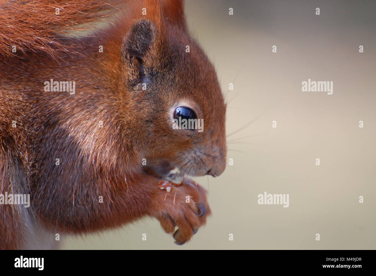 Scoiattolo rosso nel Regno Unito di mangiare i dadi Foto Stock