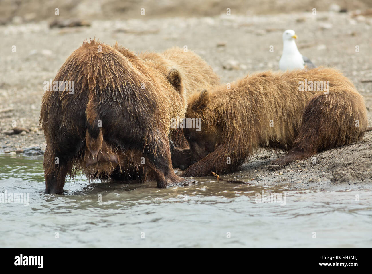 Orso bruno divide pesce pescato con i cuccioli. Kurile Lago. Foto Stock