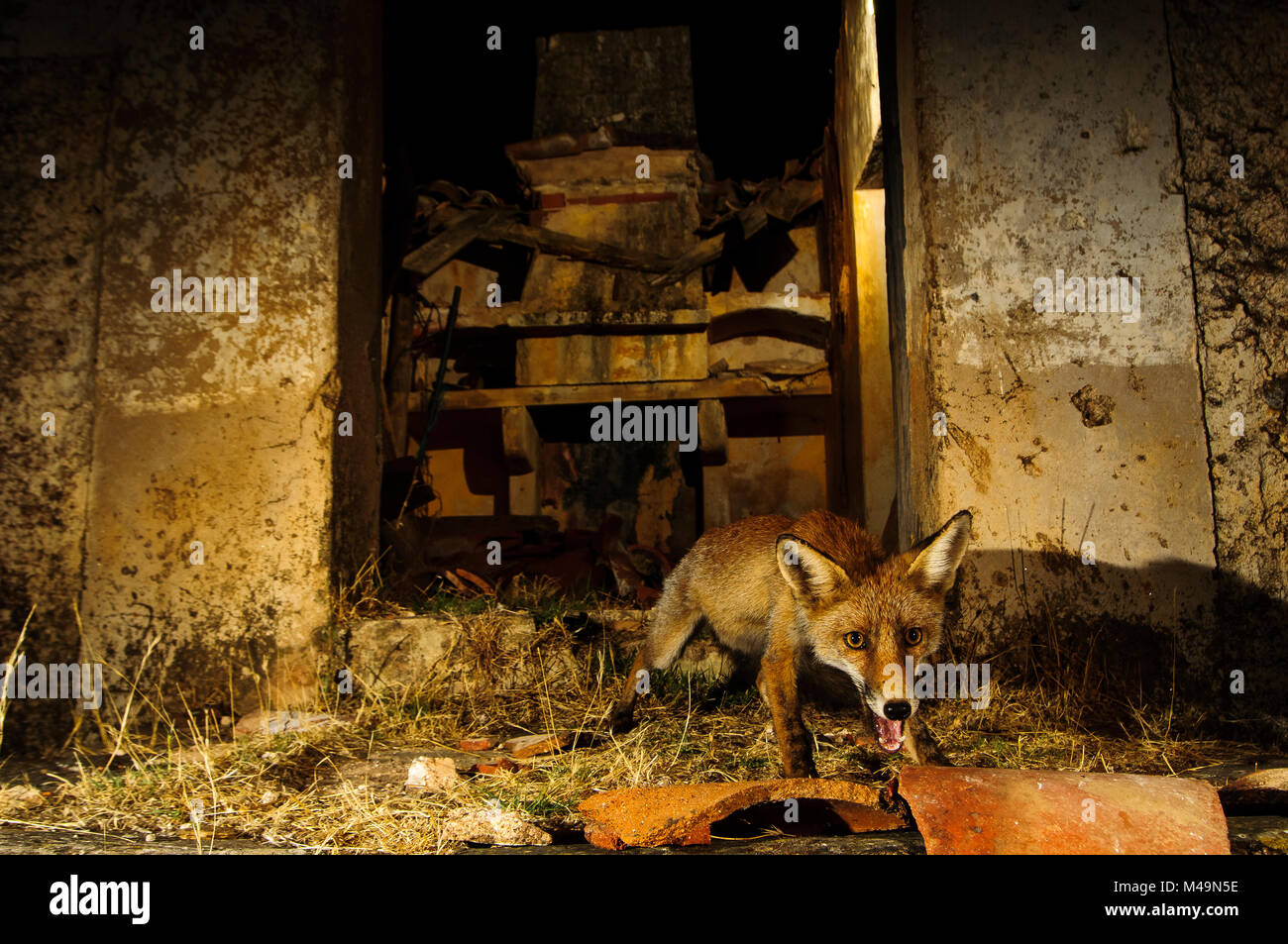 Red Fox (vulpes vulpes vulpes). Lo spagnolo della fauna selvatica. Foto Stock