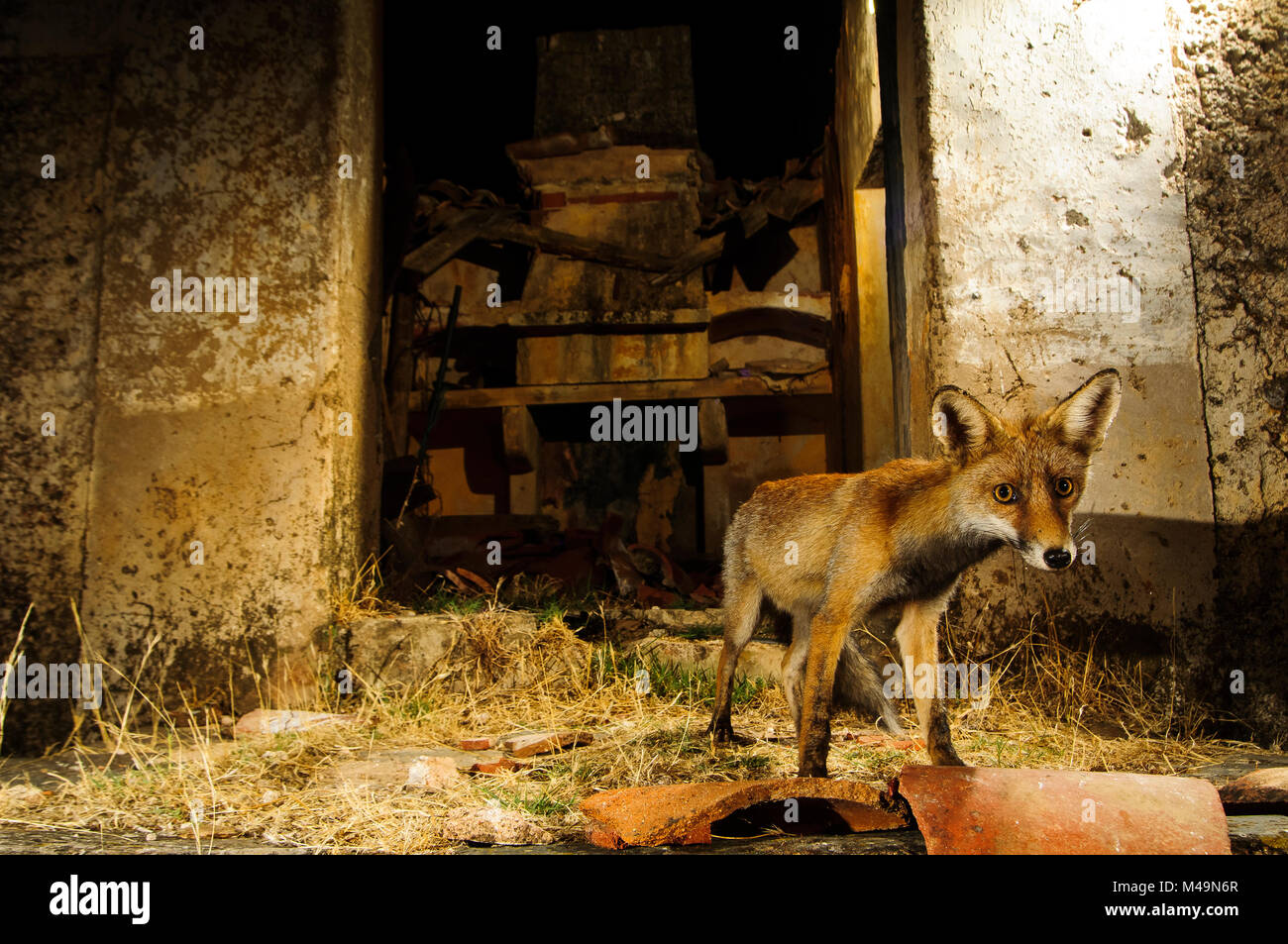 Red Fox (vulpes vulpes vulpes). Lo spagnolo della fauna selvatica. Foto Stock